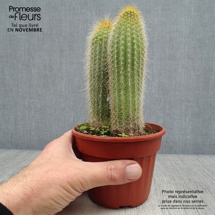 Spécimen de Vatricania guentheri - Cactus cierge Pot de 12 cm / 13 cm tel que livré en automne