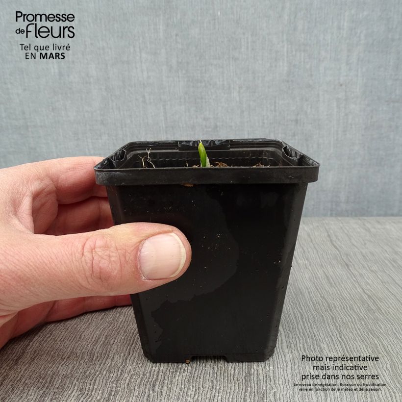 Spécimen de Veratrum nigrum - Vératre noir Godet de 8/9 cm tel que livré en hiver