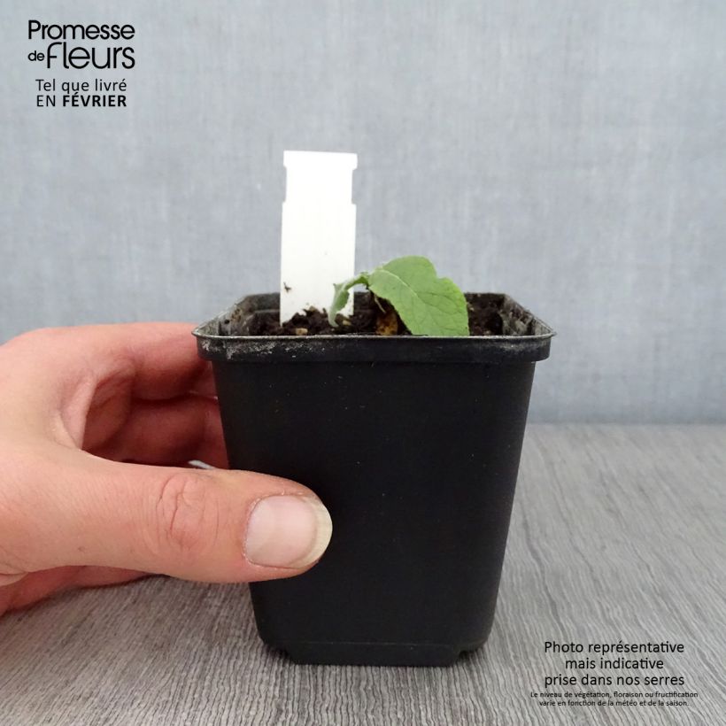 Spécimen de Verbascum Gainsborough – Molène Gainsborough Godet de 8/9 cm tel que livré en hiver