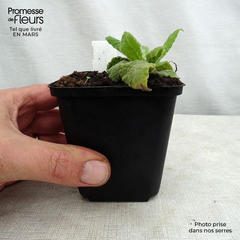 Spécimen de Verbascum Gainsborough – Molène Gainsborough Godet de 8/9 cm tel que livré au printemps