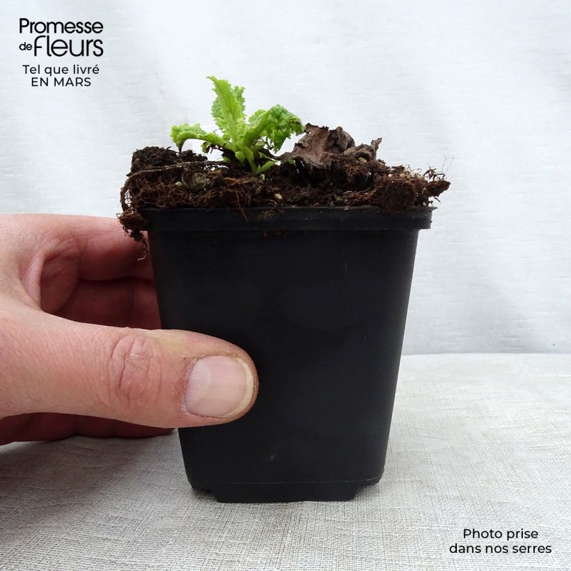 Spécimen de Verbascum Hybride Cotswold Queen Godet de 8/9 cm tel que livré au printemps