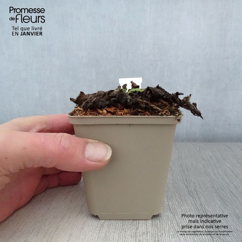 Spécimen de Verbascum Hybride Cotswold Queen Godet de 8/9 cm tel que livré en hiver