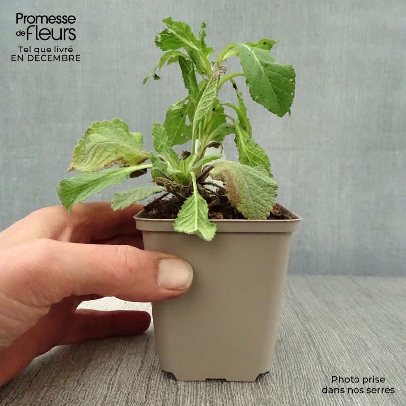 Spécimen de Verbascum Hybride Jackie Godet de 8/9 cm tel que livré en hiver