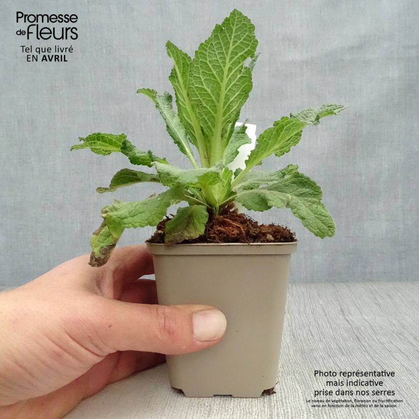 Spécimen de Verbascum Hybride Jackie Godet de 8/9 cm tel que livré au printemps