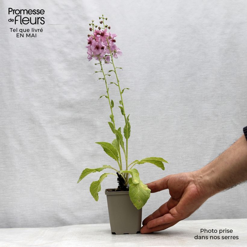 Spécimen de Verbascum Rosie - Molène hybride. Godet de 8/9 cm tel que livré au printemps