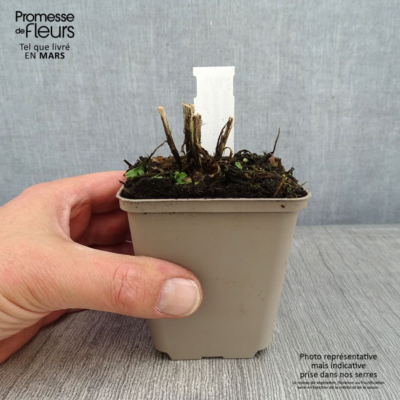 Spécimen de Verbascum Royalty - Molène Godet de 8/9 cm tel que livré en hiver