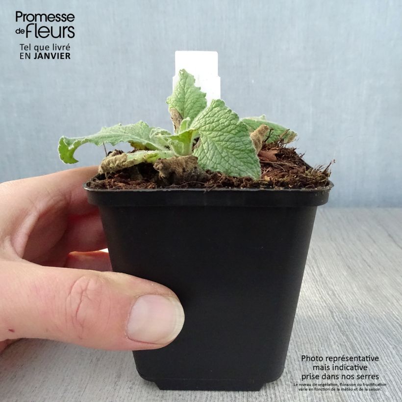 Spécimen de Verbascum Sugar Plum - Molène hybride Godet de 8/9 cm tel que livré en hiver