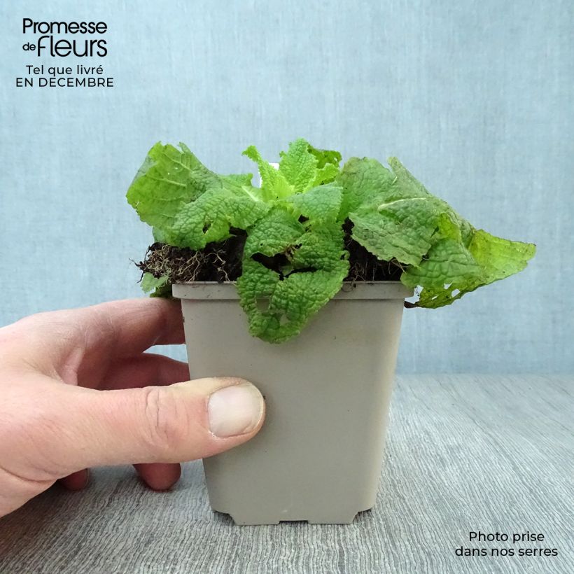 Spécimen de Verbascum White Domino - Molène hybride Godet de 8/9 cm tel que livré en hiver