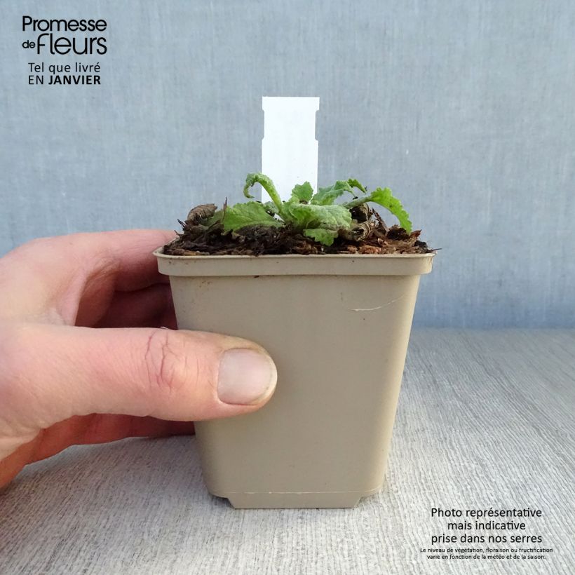 Spécimen de Verbascum hybride Pink Domino - Molène hybride Godet de 8/9 cm tel que livré en hiver