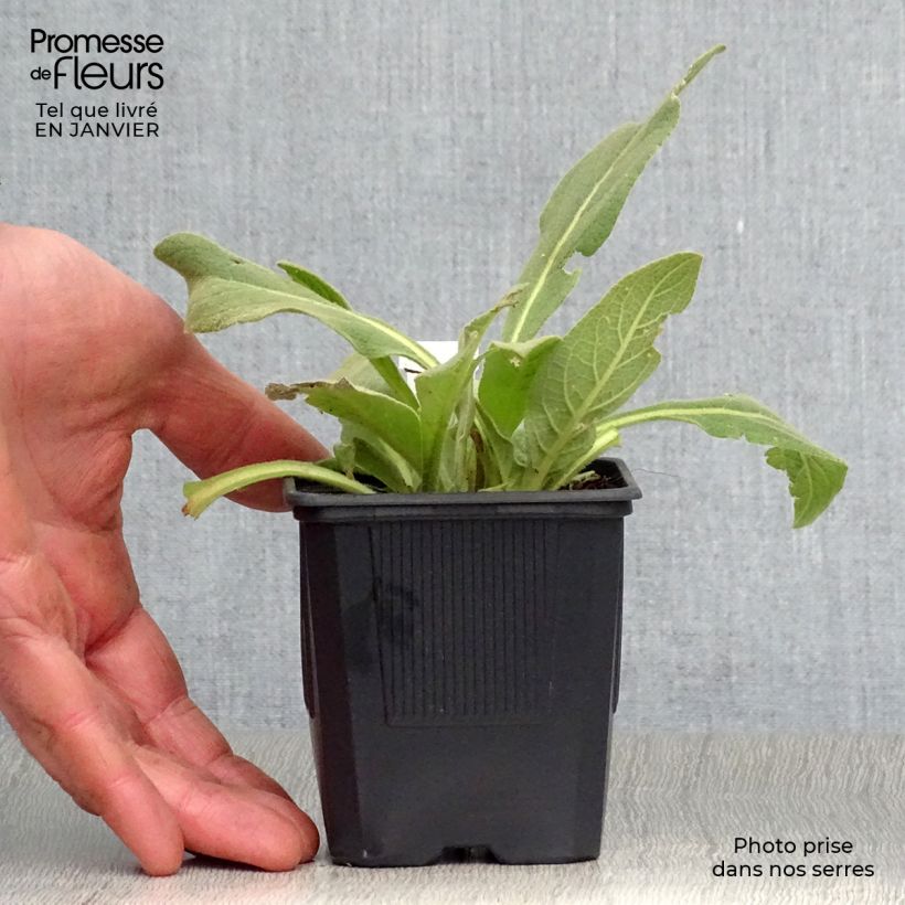 Spécimen de Verbascum olympicum - Molène d'Olympe Godet de 8/9 cm tel que livré en hiver