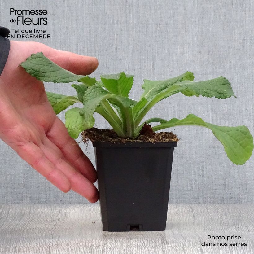 Spécimen de Verbascum phlomoides Spica - Molène blanche Godet de 8/9 cm tel que livré en hiver