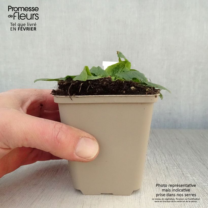 Spécimen de Verbascum phoeniceum Flush of White - Molène Godet de 8/9 cm tel que livré en hiver