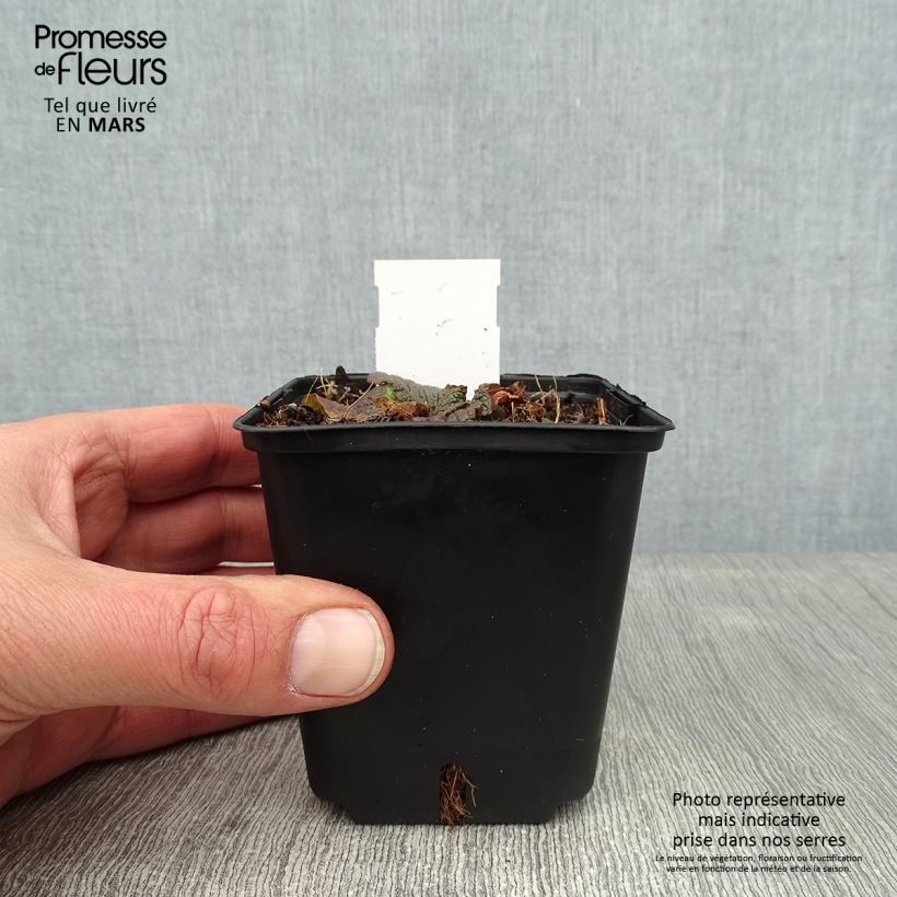 Spécimen de Verbascum phoeniceum Violetta - Molène Godet de 8/9 cm tel que livré en hiver