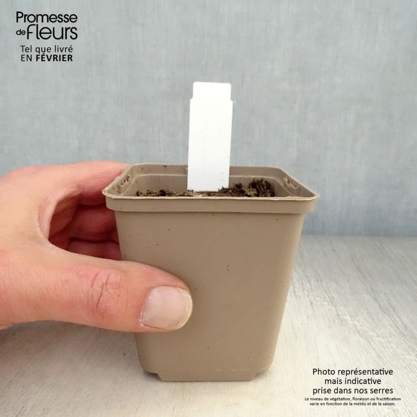 Spécimen de Verbascum thapsus - Molène Bouillon blanc Godet de 8/9 cm tel que livré en hiver