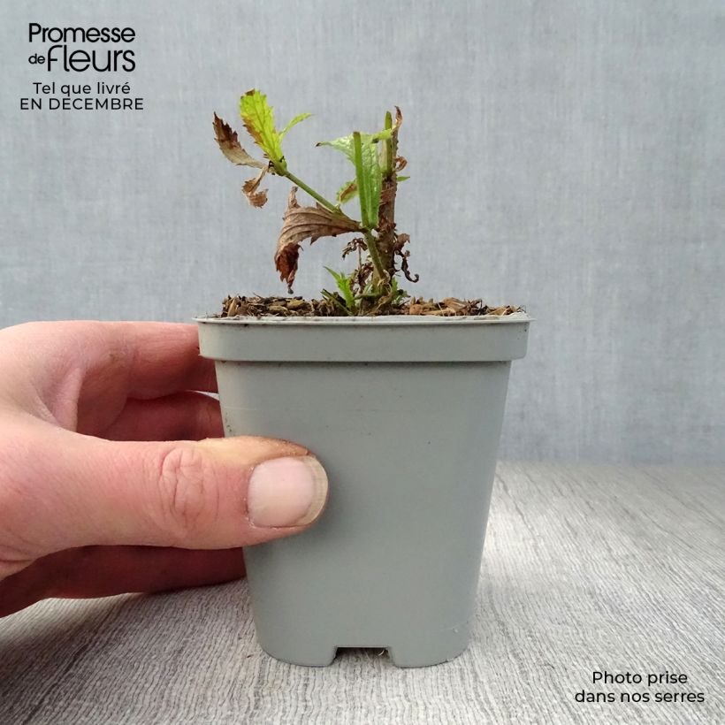 Spécimen de Verbena bonariensis Lollipop - Verveine de Buenos Aires naine Godet de 8/9 cm tel que livré en hiver