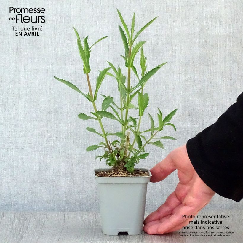 Spécimen de Verbena bonariensis Lollipop - Verveine de Buenos Aires naine Godet de 8/9 cm tel que livré au printemps