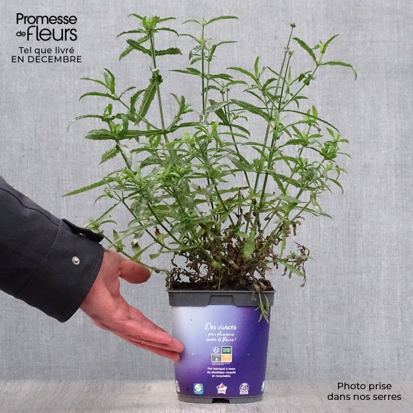 Spécimen de Verbena bonariensis Lollipop - Verveine de Buenos Aires naine Pot de 2L/3L tel que livré en hiver