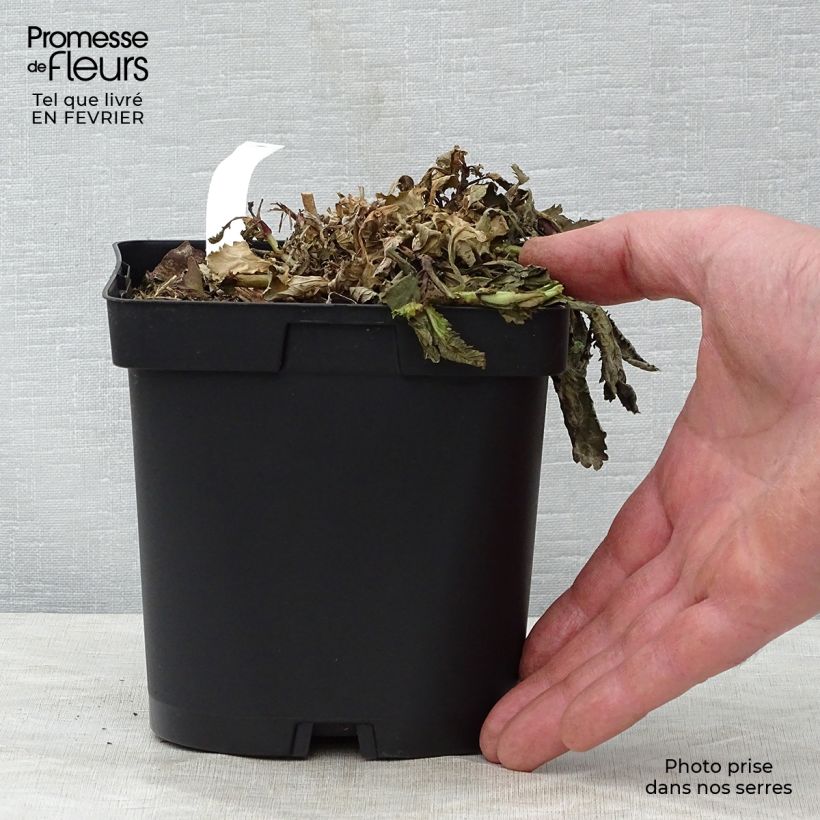 Spécimen de Verbena bonariensis - Verveine de Buenos Aires Pot de 2L/3L tel que livré en hiver