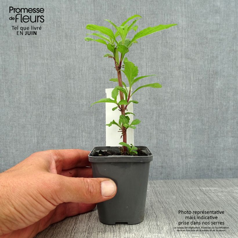 Spécimen de Verbena hastata Blue Spires - Verveine hastée Godet de 8/9 cm tel que livré en été