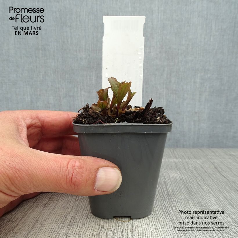 Spécimen de Verbena hastata Blue Spires - Verveine hastée Godet de 8/9 cm tel que livré au printemps