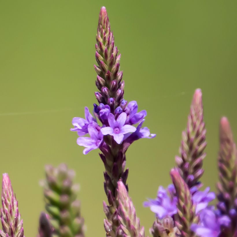 Verbena hastata Blue Spires - Verveine hastée (Floraison)