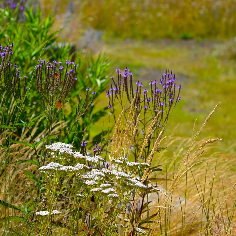 Verbena hastata Blue Spires - Verveine hastée (Port)