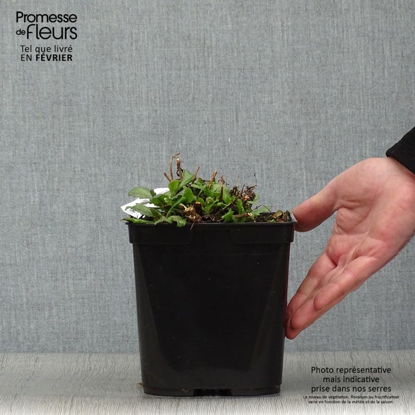 Spécimen de Verbena officinalis Bampton - Verveine officinale Pot de 2L/3L tel que livré en hiver