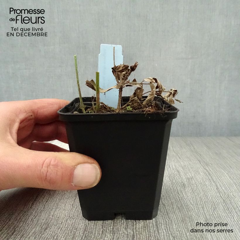 Spécimen de Verbena rigida Polaris, Verveine Godet de 8/9 cm tel que livré en hiver