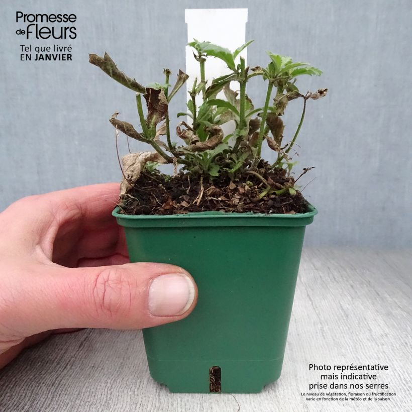 Spécimen de Verbena rigida Venosa - Verveine rugueuse Godet de 8/9 cm tel que livré en hiver