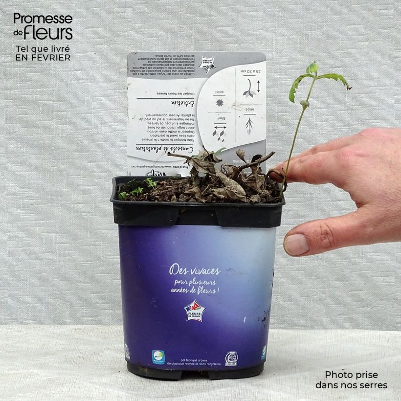 Spécimen de Verbena rigida Venosa - Verveine rugueuse Pot de 2L/3L tel que livré en hiver