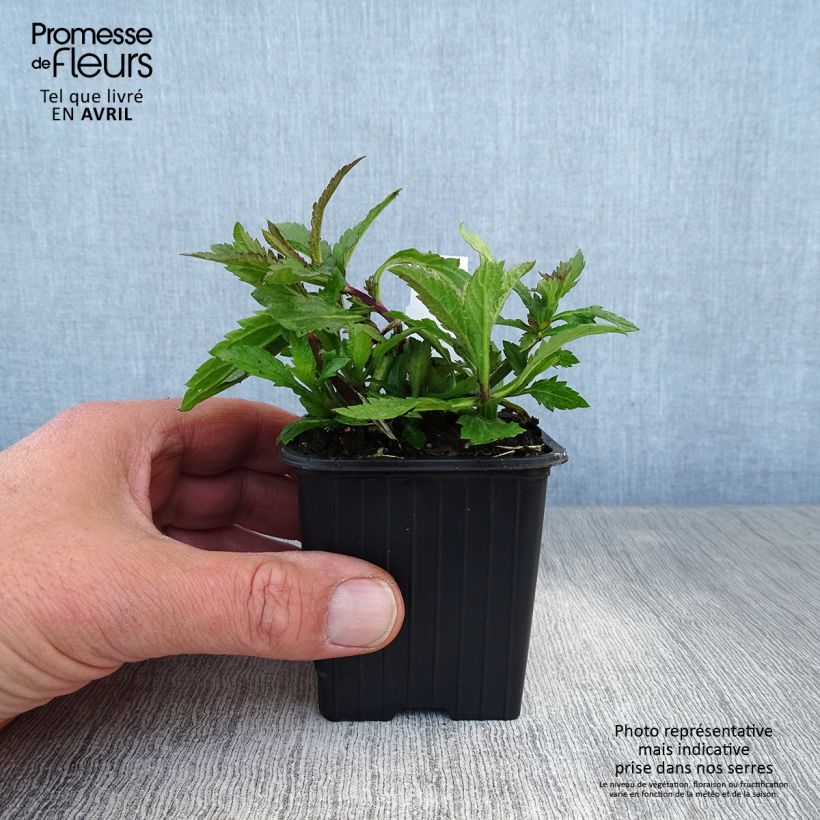 Spécimen de Verbena (x) macdougalii Lavender Spires - Verveine hybride Godet de 8/9 cm tel que livré au printemps