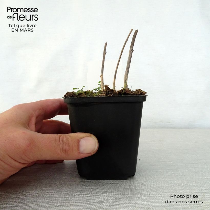 Spécimen de Verbesina alternifolia Godet de 8/9 cm tel que livré au printemps