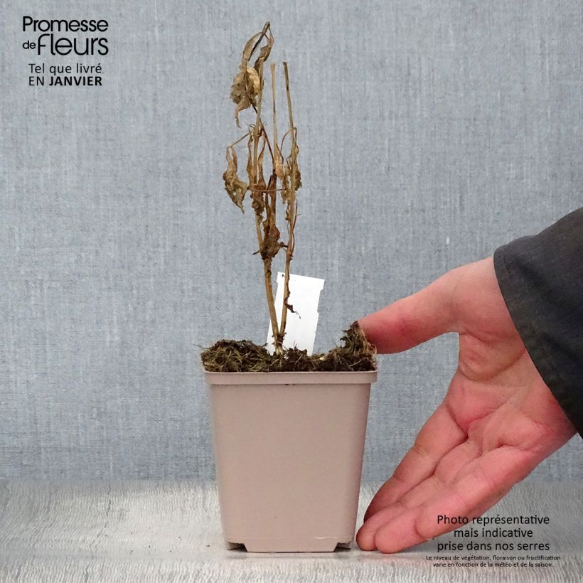 Spécimen de Verbesina alternifolia Godet de 8/9 cm tel que livré en hiver