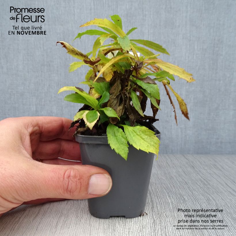 Spécimen de Verge d'or du Canada - Solidago canadensis Godet de 7/8 cm tel que livré en automne