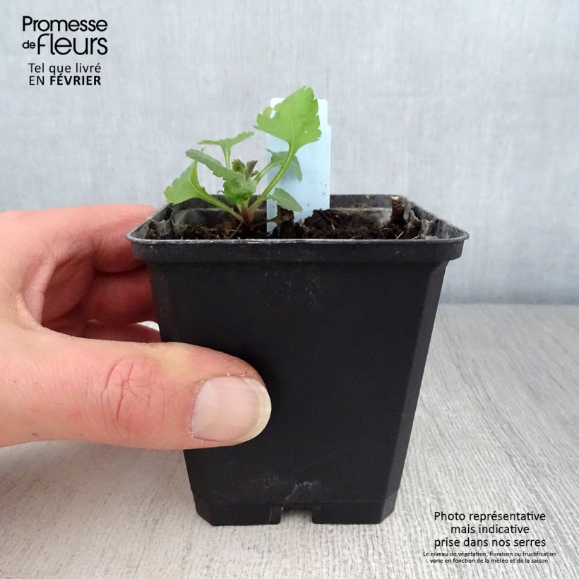 Spécimen de Verge d'or naine Golden Fleece - Solidago sphacelata Golden Fleece Godet de 8/9 cm tel que livré en hiver