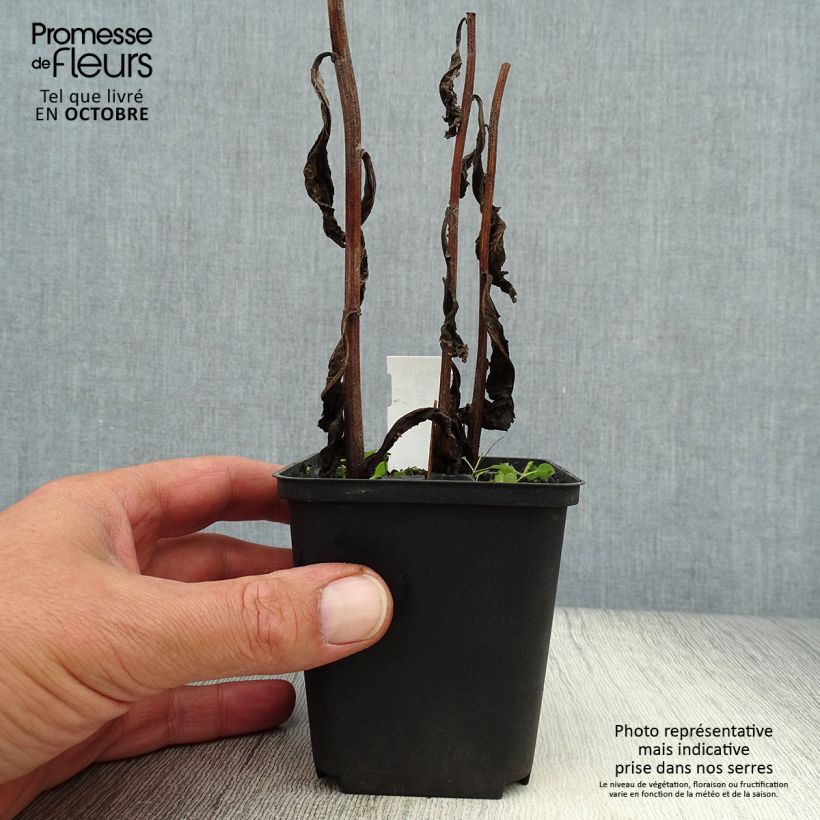 Spécimen de Vernonia crinita Alba - Vernone blanche Godet de 8/9 cm tel que livré en automne