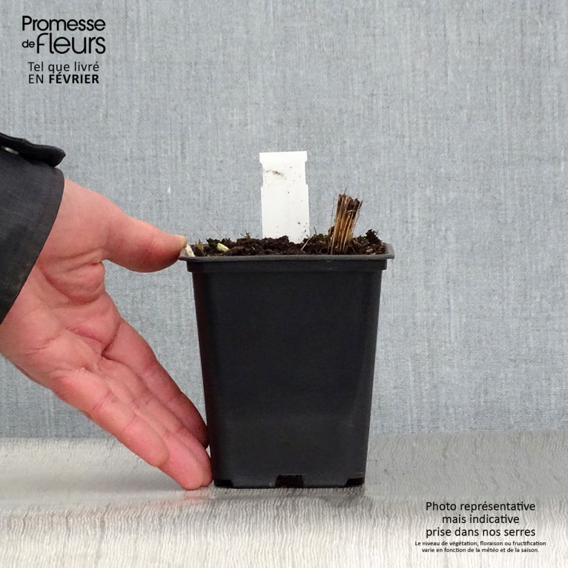 Spécimen de Vernonia crinita Alba - Vernone blanche Godet de 8/9 cm tel que livré en hiver