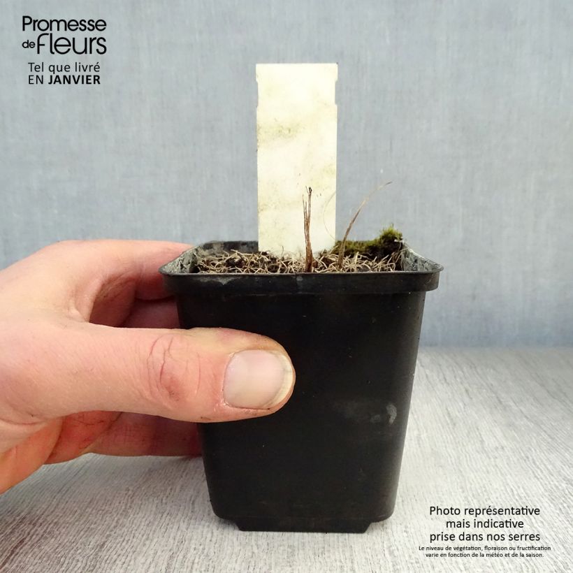 Spécimen de Vernonia crinita - Vernone Godet de 8/9 cm tel que livré en hiver