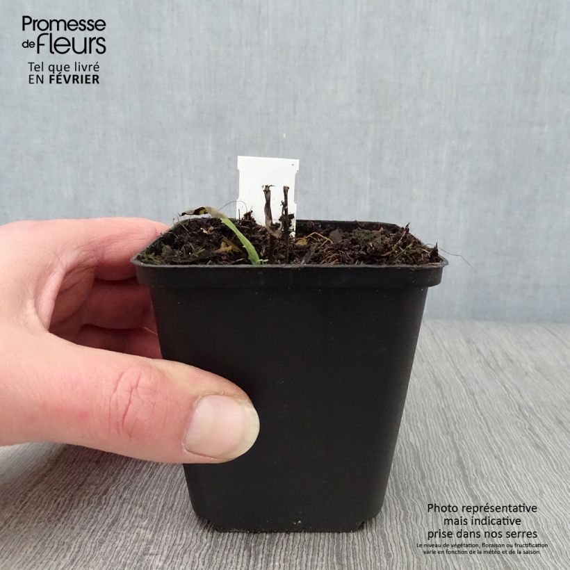 Spécimen de Vernonia crinita Mammuth - Vernone violet mauve Godet de 8/9 cm tel que livré en hiver