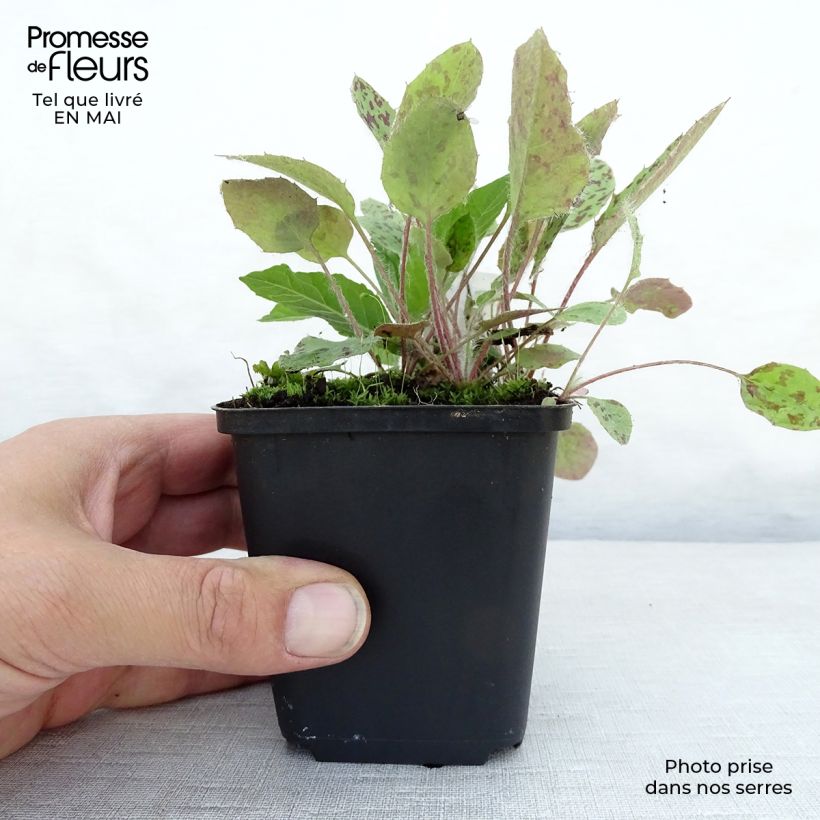 Spécimen de Vernonia noveboracensis Godet de 8/9 cm tel que livré au printemps