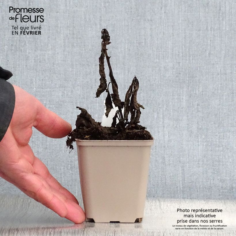 Spécimen de Vernonia noveboracensis White Lightning Godet de 8/9 cm tel que livré en hiver