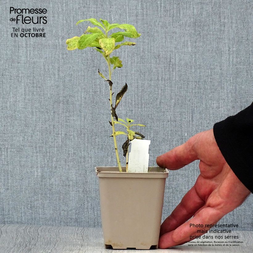 Spécimen de Vernonia noveboracensis White Lightning Godet de 8/9 cm tel que livré en automne