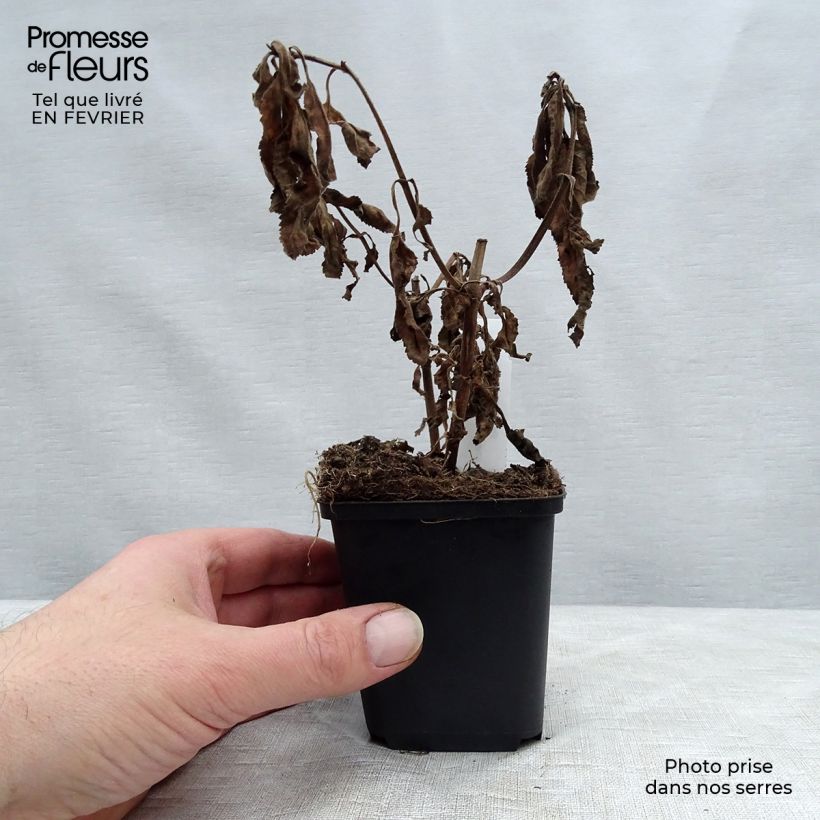 Spécimen de Veronica First Match - Véronique à longues feuilles Godet de 8/9 cm tel que livré en hiver