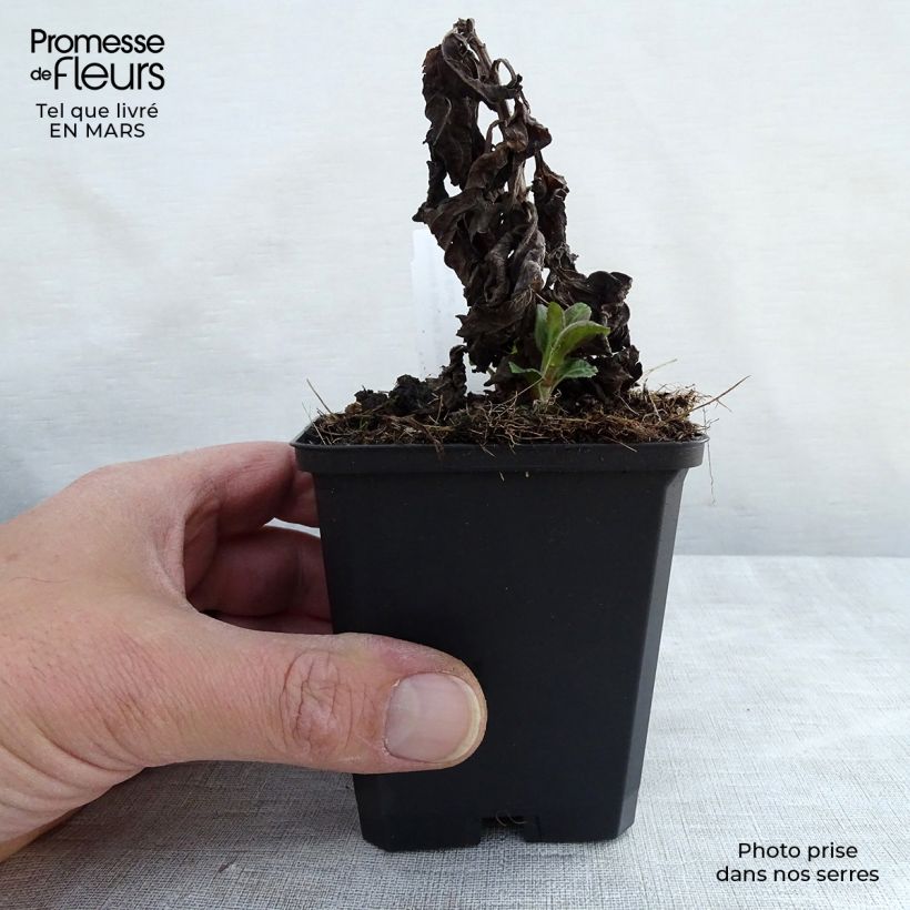 Spécimen de Veronica Sunny Border Blue - Véronique en épis Sunny Border Blue Godet de 8/9 cm tel que livré en hiver