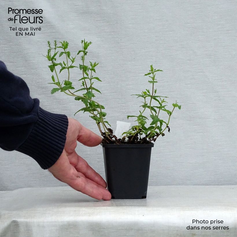 Spécimen de Veronica austriaca Knallblau - Véronique d'Autriche Godet de 8/9 cm tel que livré au printemps