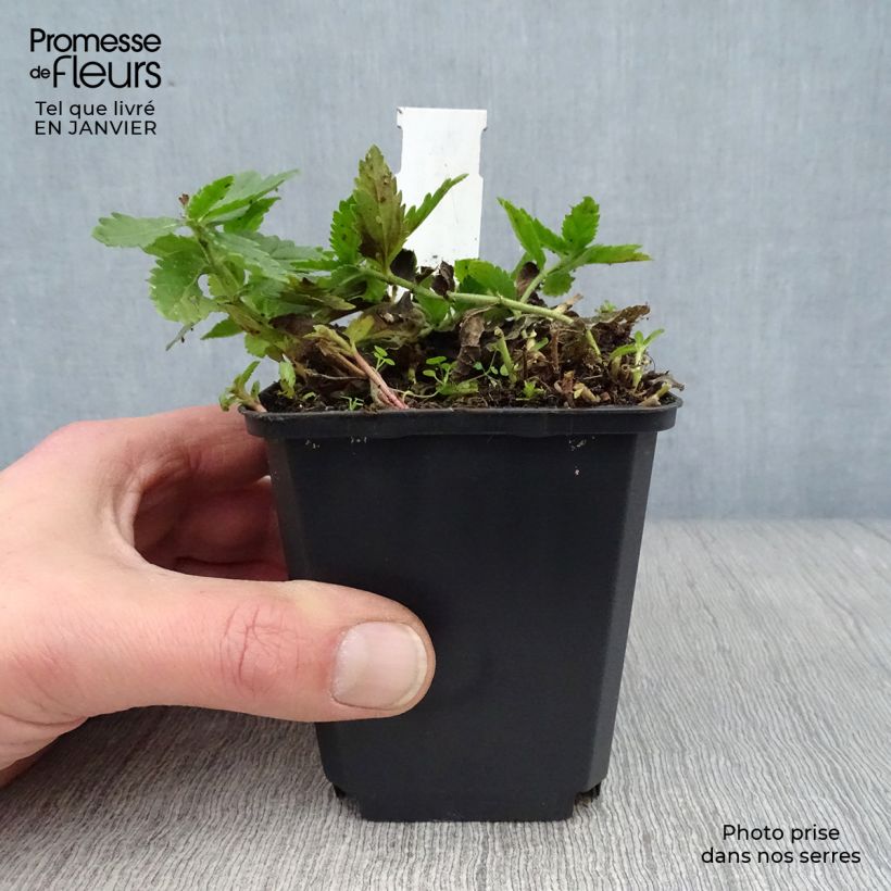 Spécimen de Veronica austriaca Knallblau - Véronique d'Autriche Godet de 8/9 cm tel que livré en hiver