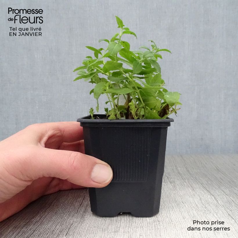 Spécimen de Veronica austriaca Royal Blue - Véronique d'Autriche Godet de 8/9 cm tel que livré en hiver