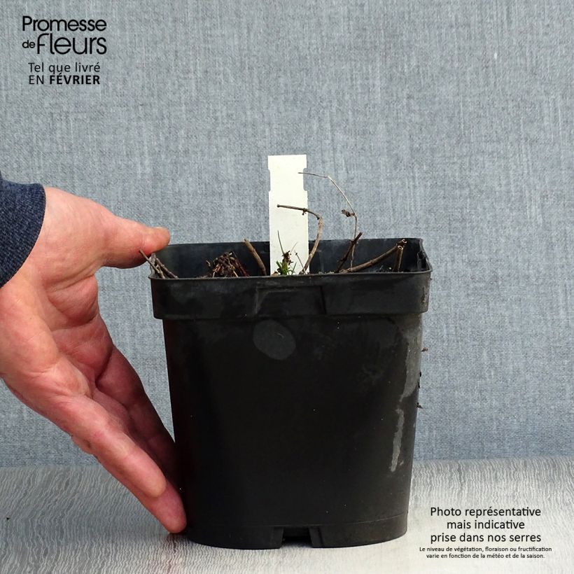 Spécimen de Veronica austriaca Royal Blue - Véronique d'Autriche Pot de 2L/3L tel que livré en hiver