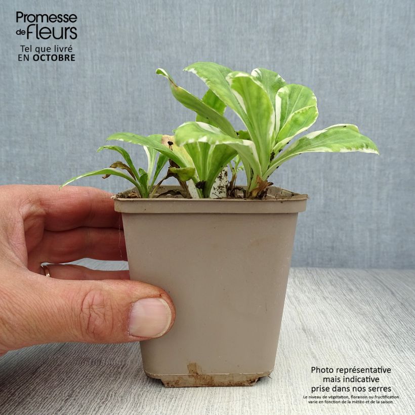 Spécimen de Veronica gentianoides Variegata - Véronique du Caucase Godet de 8/9 cm tel que livré en automne