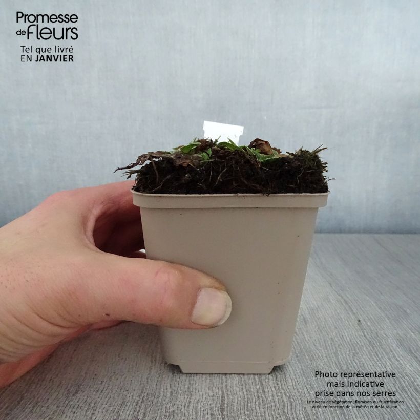 Spécimen de Veronica gentianoides Variegata - Véronique du Caucase Godet de 8/9 cm tel que livré en hiver